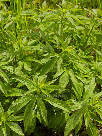 NWT Alderfen Broad, Norfolk, UK