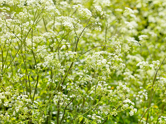 V8W27  Cow Parsley in Spring, Norfolk, UK