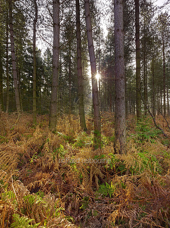 V8N19  NWT Bretts Wood, Norfolk, UK