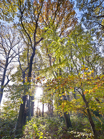 V7F37  Autumn, Wythenshawe Park, Manchester, UK