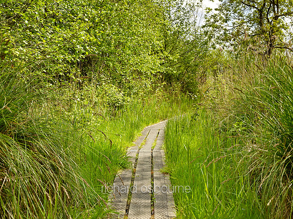 V8N35  NWT Alderfen Broad, Norfolk, UK