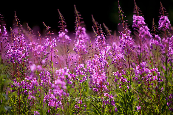 V3W7 Rosebay Willowherb
