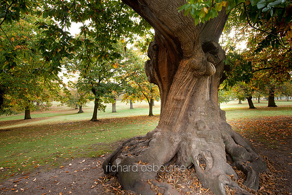 V4F1 Sweet Chestnut
