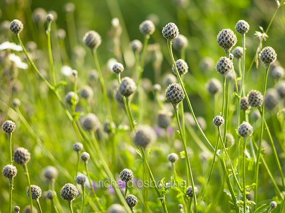 V8D13  Greater Knapweed Seed Heads