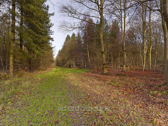 V8N3  NWT Bretts Wood, Norfolk, UK