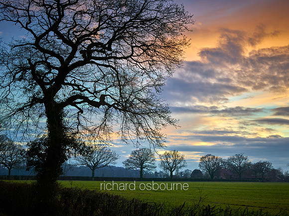 V9N10  Oak Trees at Sunset, Norfolk, UK