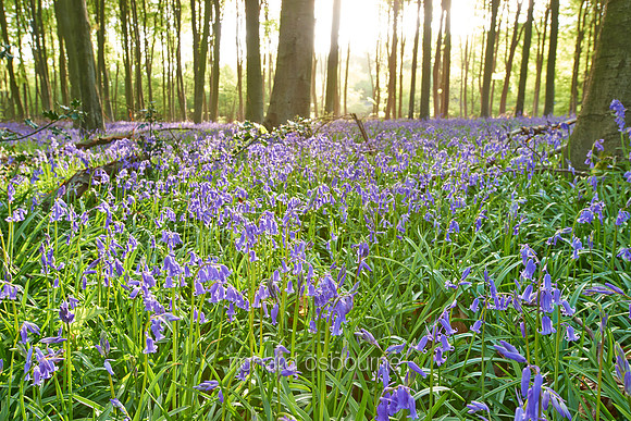 V7W3  Bluebells, Micheldever Wood, Hampshire, UK