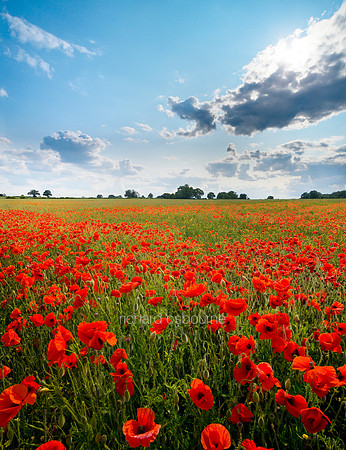 V5N20  Poppies, Norfolk, UK