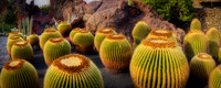 P5L8  Echinocactus Grusonii, Lanzarote