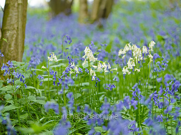 NWT Wayland Wood, Norfolk, UK