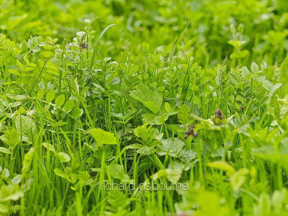 NWT Wayland Wood, Norfolk, UK