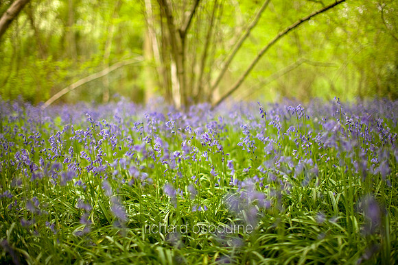V3W6 Bluebells I
