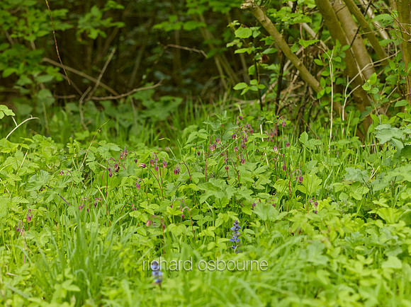 Water Avens, NWT Wayland Wood, Norfolk, UK