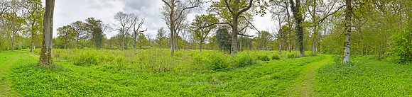 P3F35  NWT Wayland Wood, Norfolk, UK