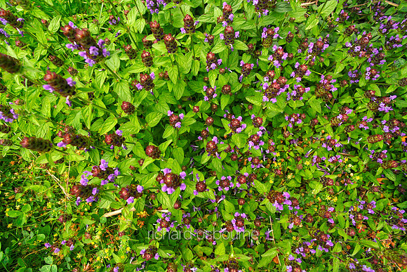 V5W28  Selfheal Wildflowers