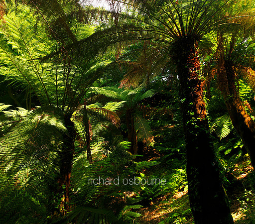 V5F39  Tree Ferns, Trewidden Garden, Penzance, Cornwall, UK