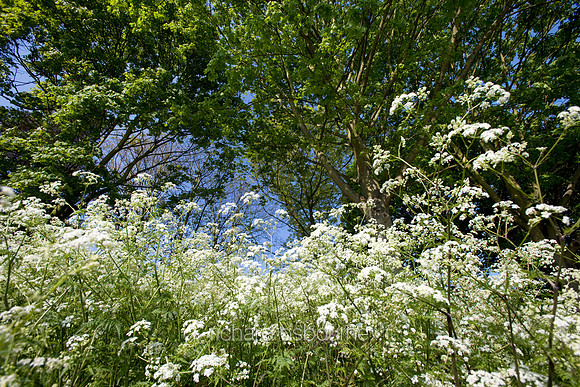 V3W8 Cow Parsley I