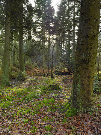 V8N8  NWT Bretts Wood, Norfolk, UK