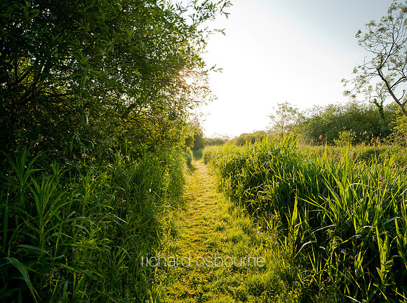 V5N42  Ted Ellis Nature Reserve, Norfolk Broads, UK