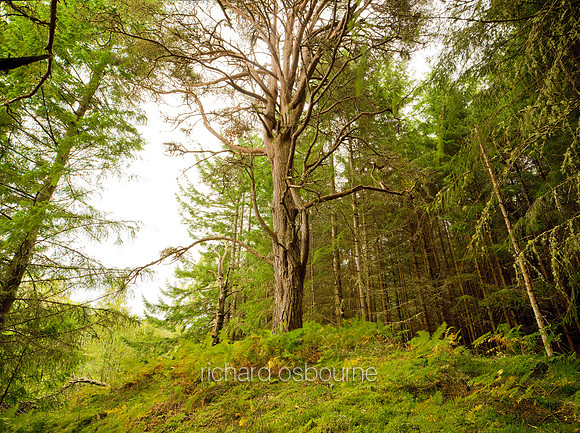 V4RS28  The Black Wood of Rannoch, Perthshire, Scotland