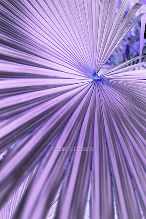 V5A32  Tropical Plant Abstract
