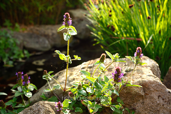 V5G5  Selfheal Wildflowers
