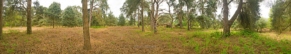 P2F20  Scots Pines, NWT East Wretham Heath, Norfolk, UK
