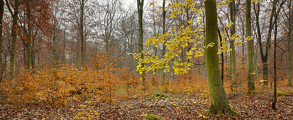 P3F49  Thetford Forest, Norfolk, UK