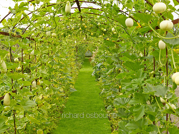 V8G1  Gourd Tunnel, Helmingham Hall Gardens, Suffolk, UK