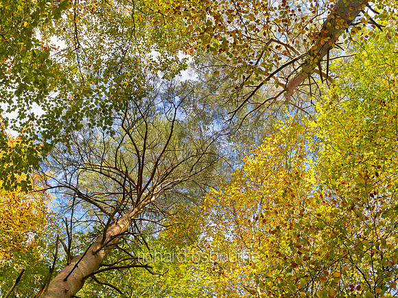 V7F49  Autumn, Thetford Forest, Norfolk, UK