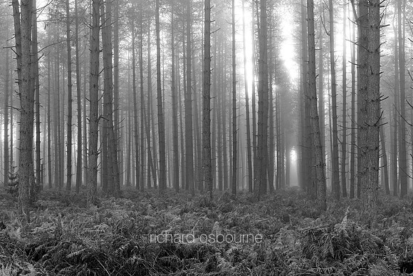 V14T151  Misty Forest