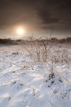 V4L19  Wild Plants in Snow, Norfolk, UK