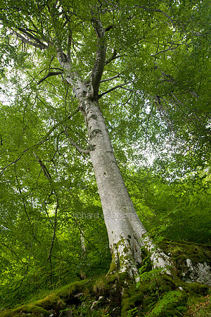 V2MT11 Silver Birch