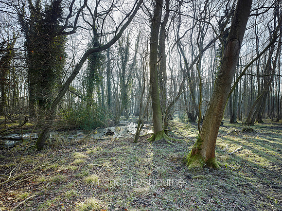 NWT Swangey Fen, Norfolk, UK
