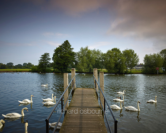 V12C52  Swans and River Thames, Windsor, Berkshire, UK