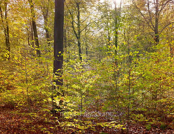 V7F47  Autumn, Thetford Forest, Norfolk, UK