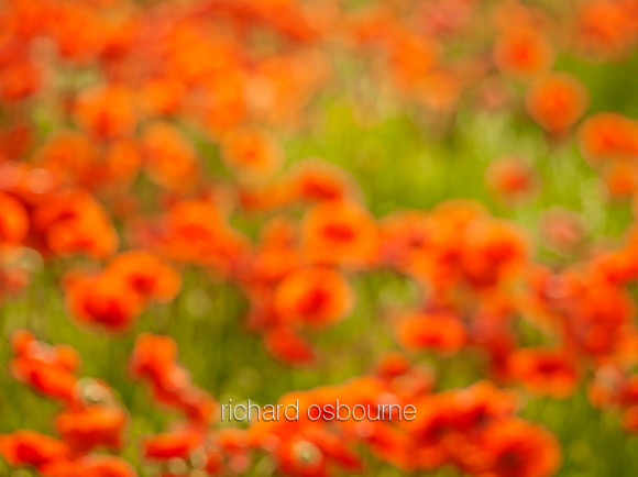 V8BG5  Poppies, Norfolk, UK