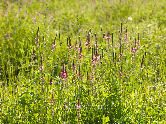 V8W38  Field of Sainfoin Wildflowers, Norfolk, UK