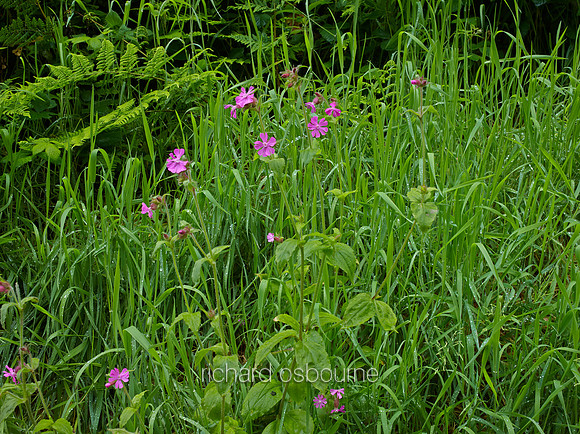 V8W31  Red Campion and Wet Grasses, Norfolk, UK
