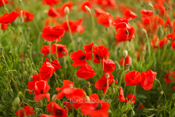 V5W15  Poppies, Norfolk, UK