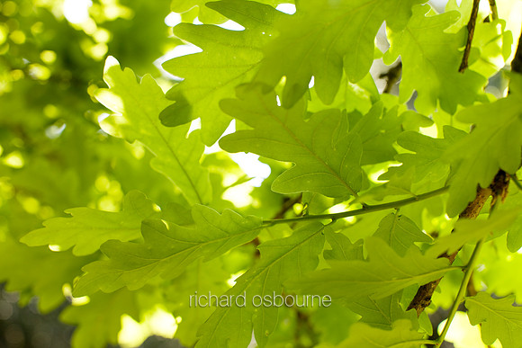 V4D3 Oak Leaves