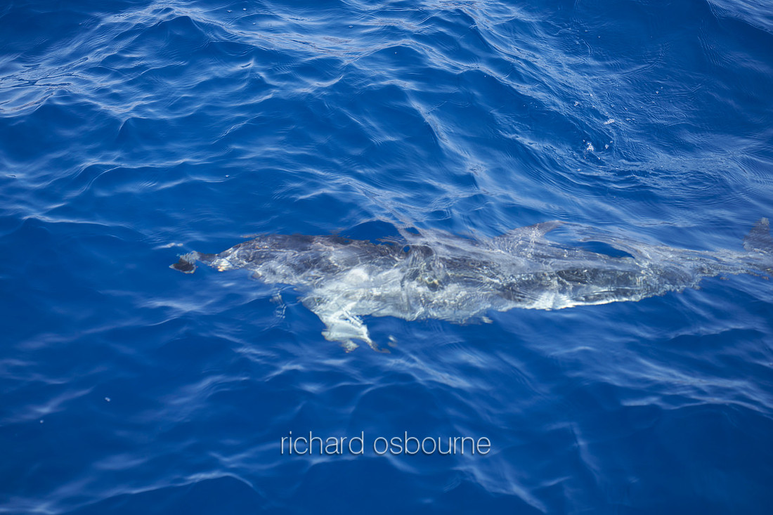 V18AN1  Wild Dolphin, Tenerife, Spain