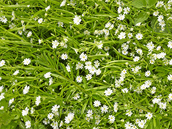 V8W25  Greater Stitchwort and Cleavers, NWT Alderfen Broad, Norfolk, UK
