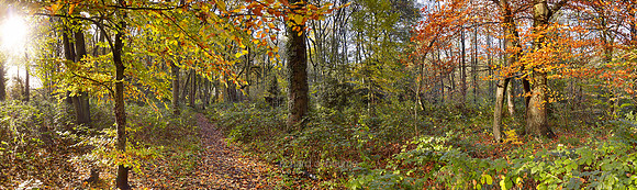 P3F46  Autumn, Wythenshawe Park, Manchester, UK