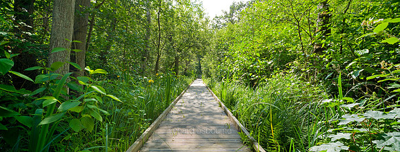 P2L30  NWT Barton Broad, Norfolk Broads, UK