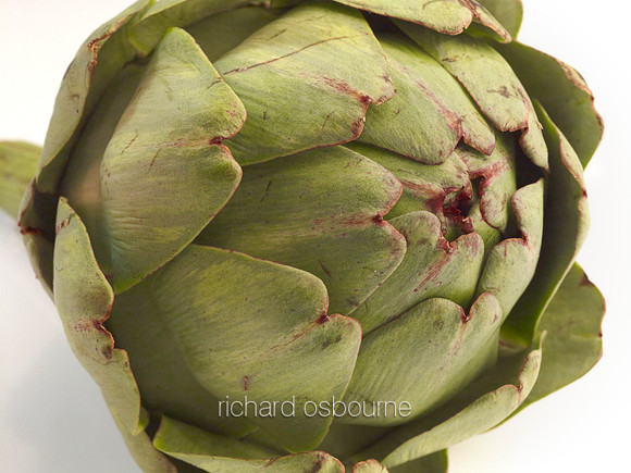 V8FD21  Artichoke