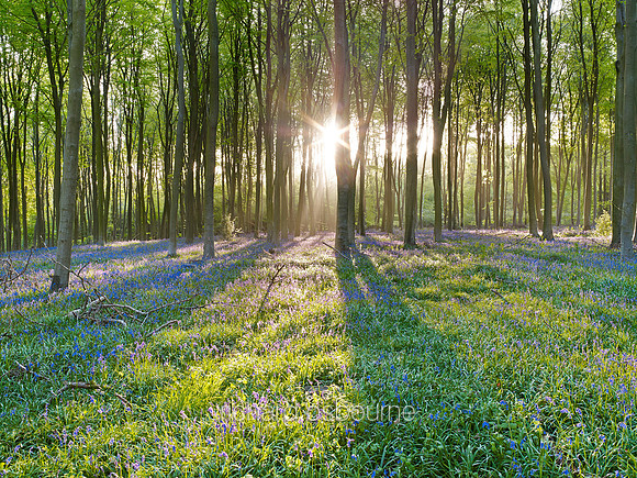 V7F19  Bluebells, Micheldever Wood, Hampshire, UK