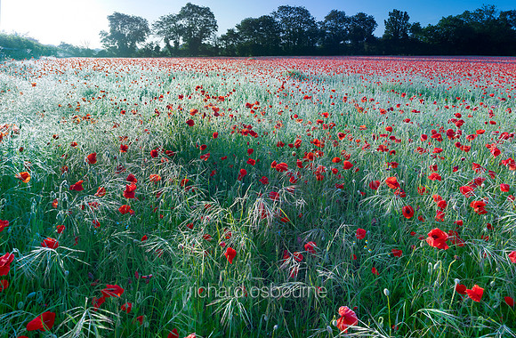 V6N20  Poppies, Tasburgh, Norfolk, UK