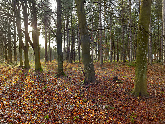 V8N22  NWT Bretts Wood, Norfolk, UK