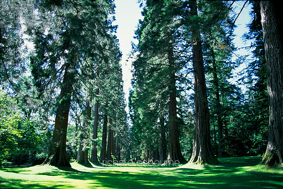 L1G8 The Avenue of Giants, Benmore Botanic Garden